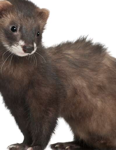 Run android online APK Guid For Animal Ferret from MyAndroid or emulate Guid For Animal Ferret using MyAndroid