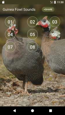 Emulate Android APK Guinea Fowl Sounds