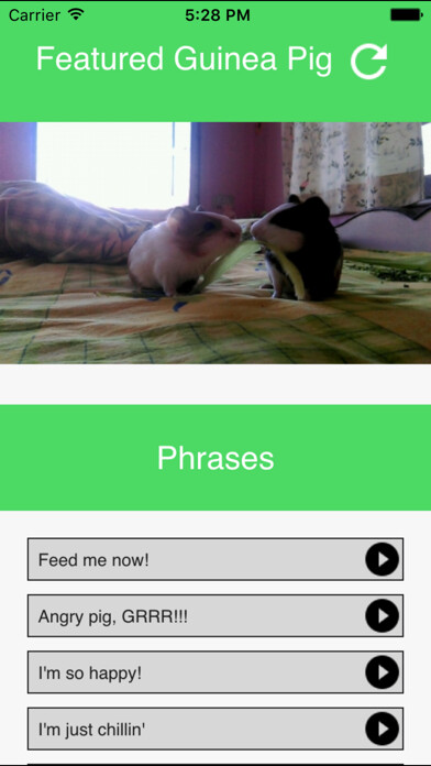 Run android online APK Guinea Pig Communicator from MyAndroid or emulate Guinea Pig Communicator using MyAndroid Run android online APK Guinea Pig Communicator from MyAndroid or emulate Guinea Pig Communicator using MyAndroid