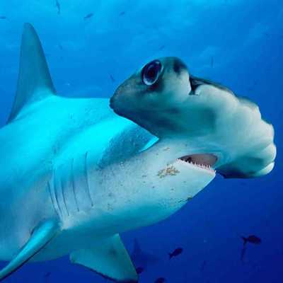 Emulate Android APK Hammerhead Live Wallpapers Emulate Android APK Hammerhead Live Wallpapers