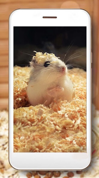 Run android online APK Hamster Funny Glamour from MyAndroid or emulate Hamster Funny Glamour using MyAndroid Run android online APK Hamster Funny Glamour from MyAndroid or emulate Hamster Funny Glamour using MyAndroid