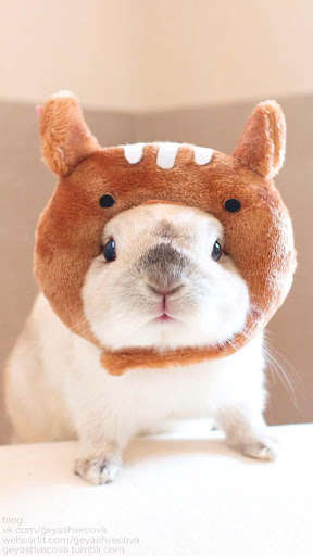 Run android online APK Hamster Kawaii Wallpapers from MyAndroid or emulate Hamster Kawaii Wallpapers using MyAndroid