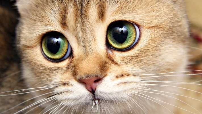 Emulate Android APK Happy cats.Live wallpaper