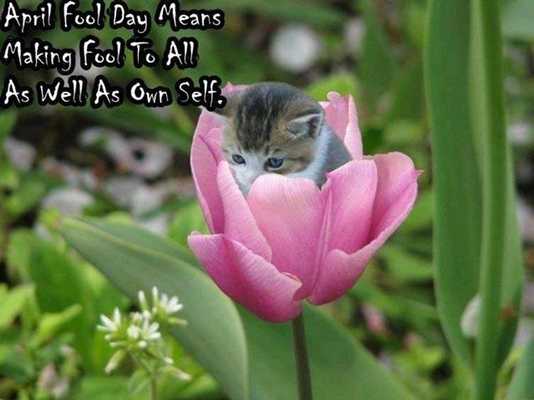 Emulate Android APK Happy Fools Day Wallpapers Emulate Android APK Happy Fools Day Wallpapers