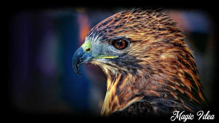 Emulate Android APK Hawk Pack 2 Wallpaper Emulate Android APK Hawk Pack 2 Wallpaper