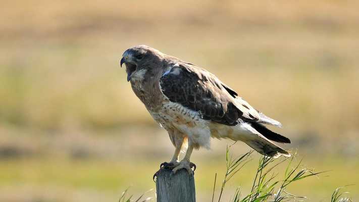 Emulate Android APK Hawk. Predators Wallpapers