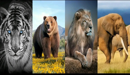 Run android online APK HD Animal Wallpapers (offline) from MyAndroid or emulate HD Animal Wallpapers (offline) using MyAndroid