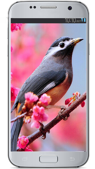 Emulate Android APK HD Bird Wallpaper Emulate Android APK HD Bird Wallpaper