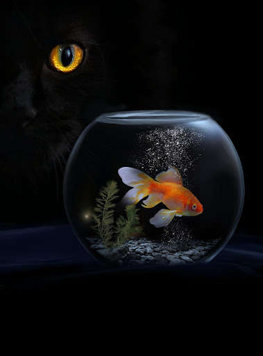 Run android online APK HD Fish Mobile Wallpapers from MyAndroid or emulate HD Fish Mobile Wallpapers using MyAndroid Run android online APK HD Fish Mobile Wallpapers from MyAndroid or emulate HD Fish Mobile Wallpapers using MyAndroid