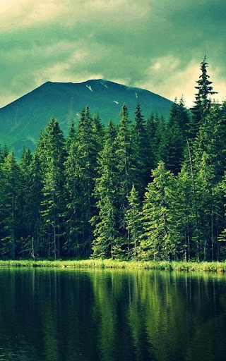 Emulate Android APK HD Forest Live Wallpaper Emulate Android APK HD Forest Live Wallpaper