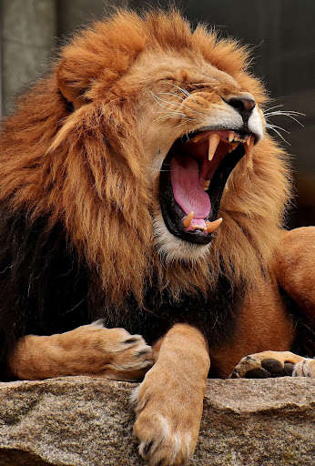 Run android online APK HD Lion Mobile Wallpapers from MyAndroid or emulate HD Lion Mobile Wallpapers using MyAndroid