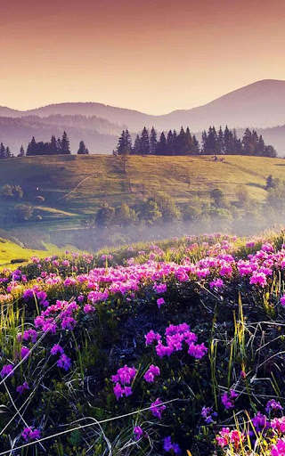 Emulate Android APK HD Mountain Flower Wallpaper