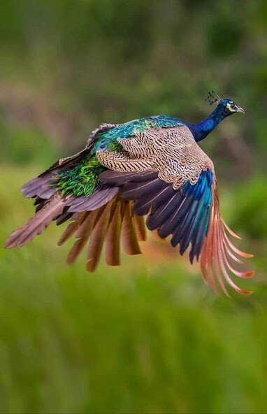 Run android online APK HD Peacock Wallpapers from MyAndroid or emulate HD Peacock Wallpapers using MyAndroid