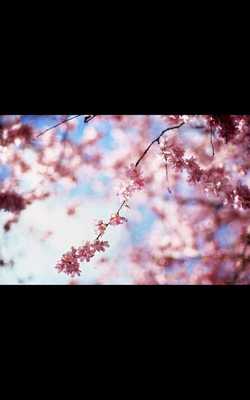 Emulate Android APK HD Photo Spring Blossom LWP Emulate Android APK HD Photo Spring Blossom LWP