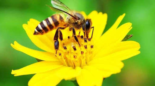 Run android online APK HD pollinators from MyAndroid or emulate HD pollinators using MyAndroid