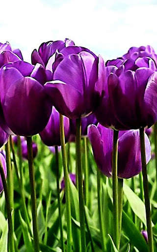 Emulate Android APK HD Purple Tulips Wallpaper Emulate Android APK HD Purple Tulips Wallpaper