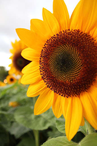 Run android online APK HD Sunflower Mobile Wallpapers from MyAndroid or emulate HD Sunflower Mobile Wallpapers using MyAndroid