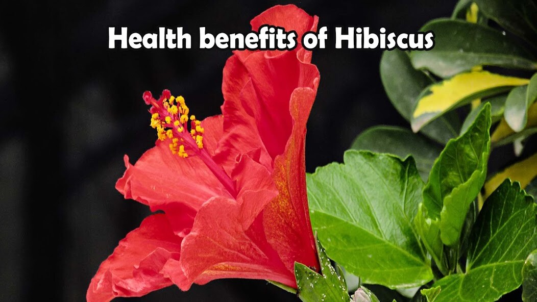 Run android online APK Health Benefits of Hibiscus from MyAndroid or emulate Health Benefits of Hibiscus using MyAndroid Run android online APK Health Benefits of Hibiscus from MyAndroid or emulate Health Benefits of Hibiscus using MyAndroid