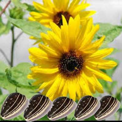 Emulate Android APK Health Benefits of Sunflower Emulate Android APK Health Benefits of Sunflower