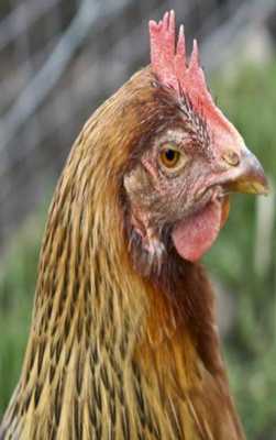 Emulate Android APK Hen Sounds for Kids Emulate Android APK Hen Sounds for Kids