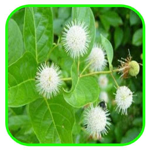 Run android online APK Herbal Medicinal Plants from MyAndroid or emulate Herbal Medicinal Plants using MyAndroid