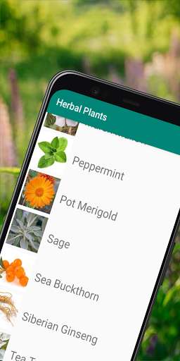 Run android online APK Herbal Plant - Medicinal Plants Info and Guide from MyAndroid or emulate Herbal Plant - Medicinal Plants Info and Guide using MyAndroid Run android online APK Herbal Plant - Medicinal Plants Info and Guide from MyAndroid or emulate Herbal Plant - Medicinal Plants Info and Guide using MyAndroid
