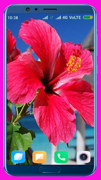 Run android online APK Hibiscus Flower HD Wallpaper from MyAndroid or emulate Hibiscus Flower HD Wallpaper using MyAndroid Run android online APK Hibiscus Flower HD Wallpaper from MyAndroid or emulate Hibiscus Flower HD Wallpaper using MyAndroid