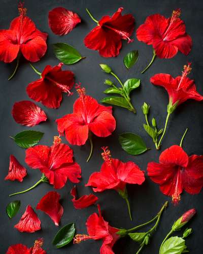 Run android online APK Hibiscus Flower from MyAndroid or emulate Hibiscus Flower using MyAndroid