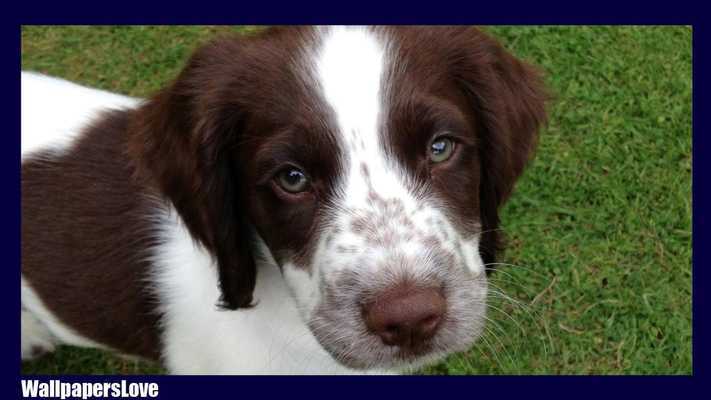 Emulate Android APK Hindi Text on Video - Video pe hindi Likhe Emulate Android APK Hindi Text on Video - Video pe hindi Likhe