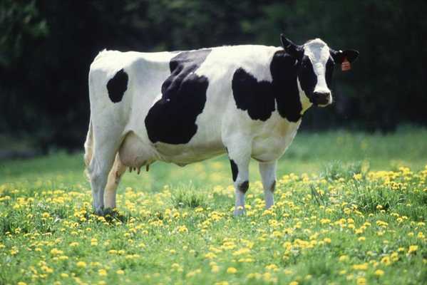 Emulate Android APK Holstein Cow Wallpapers FREE Emulate Android APK Holstein Cow Wallpapers FREE