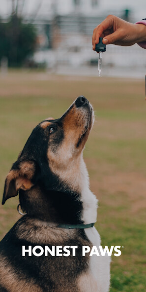 Run android online APK Honest Paws from MyAndroid or emulate Honest Paws using MyAndroid Run android online APK Honest Paws from MyAndroid or emulate Honest Paws using MyAndroid