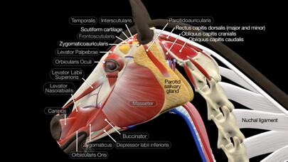 Emulate iPhone app Horse Anatomy: Equine 3D using MyAndroid Emulate iPhone app Horse Anatomy: Equine 3D using MyAndroid