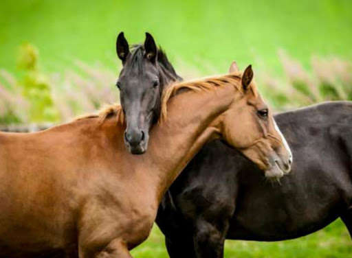 Emulate Android APK Horse Care Emulate Android APK Horse Care