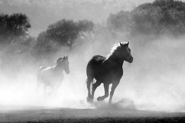 Emulate Android APK Horse Photo Free Emulate Android APK Horse Photo Free