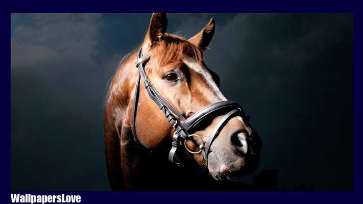 Emulate Android APK Horses Pack 2 Wallpaper Emulate Android APK Horses Pack 2 Wallpaper