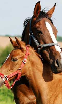 Emulate Android APK Horses Puzzles Jigsaw Emulate Android APK Horses Puzzles Jigsaw