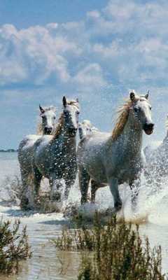 Emulate Android APK Horses Voices Emulate Android APK Horses Voices