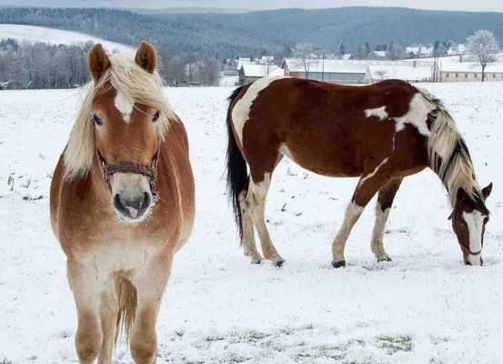Emulate Android APK Horses Wallpaper Free Emulate Android APK Horses Wallpaper Free
