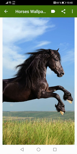 Run android online APK Horses Wallpapers from MyAndroid or emulate Horses Wallpapers using MyAndroid
