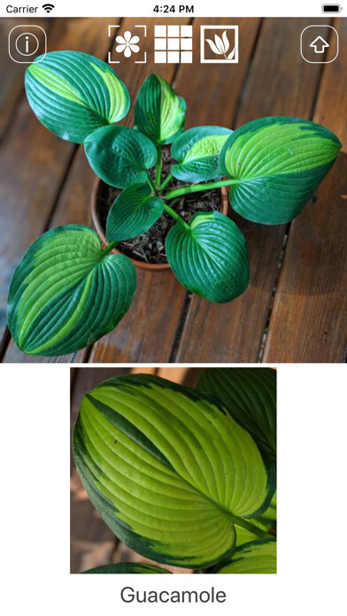 Emulate iPhone app Hostas using MyAndroid