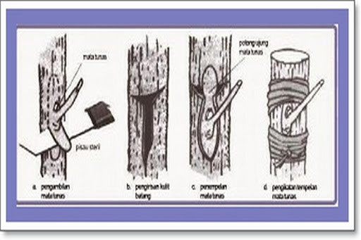 Run android online APK How grafting from MyAndroid or emulate How grafting using MyAndroid