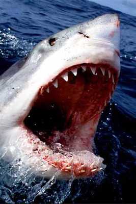 Emulate Android APK How To Draw Shark Animal Emulate Android APK How To Draw Shark Animal