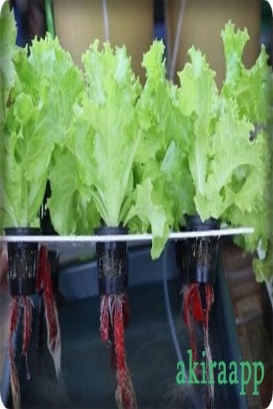 Run android online APK how to grow vegetables by hydroponics from MyAndroid or emulate how to grow vegetables by hydroponics using MyAndroid