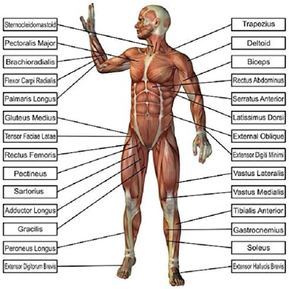 Run android online APK human anatomy and body health from MyAndroid or emulate human anatomy and body health using MyAndroid