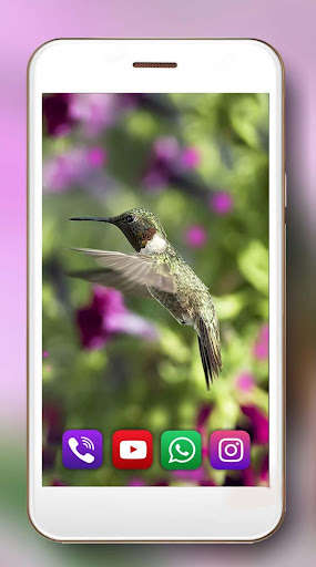 Emulate Android APK Humming Bird Live wallpaper Emulate Android APK Humming Bird Live wallpaper