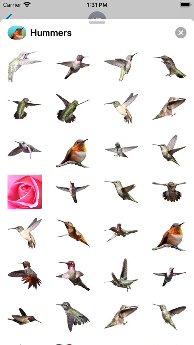 Emulate iPhone app Hummingbird Sticker Pack using MyAndroid Emulate iPhone app Hummingbird Sticker Pack using MyAndroid