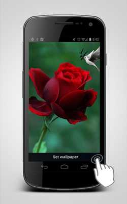 Emulate Android APK Hummingbird Video Wallpaper Emulate Android APK Hummingbird Video Wallpaper