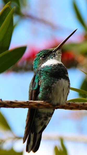 Run android online APK Hummingbird Wallpapers from MyAndroid or emulate Hummingbird Wallpapers using MyAndroid