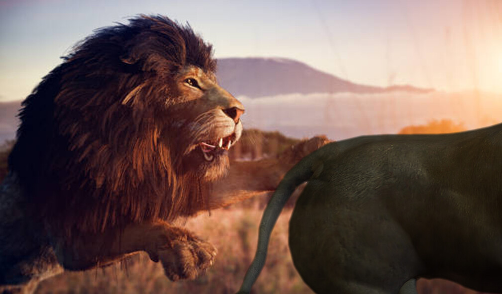 Run android online APK Hungry Lion : Lion Games from MyAndroid or emulate Hungry Lion : Lion Games using MyAndroid Run android online APK Hungry Lion : Lion Games from MyAndroid or emulate Hungry Lion : Lion Games using MyAndroid