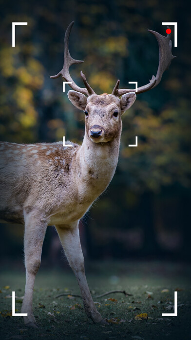 Emulate iPhone app Hunting Camera using MyAndroid